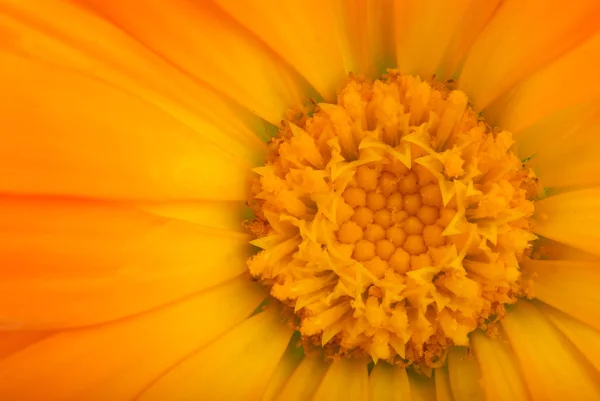 stock image Close-up shot of orange calendula flower