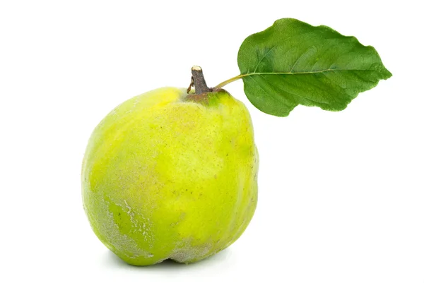 stock image Single fresh quince with leaf