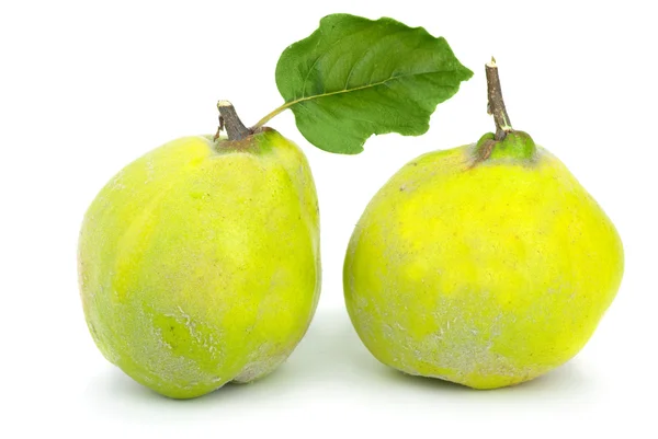 Due frutti di mela cotogna freschi — Foto Stock