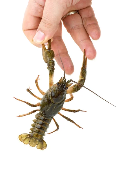 螯虾检获手指的爪 — 图库照片