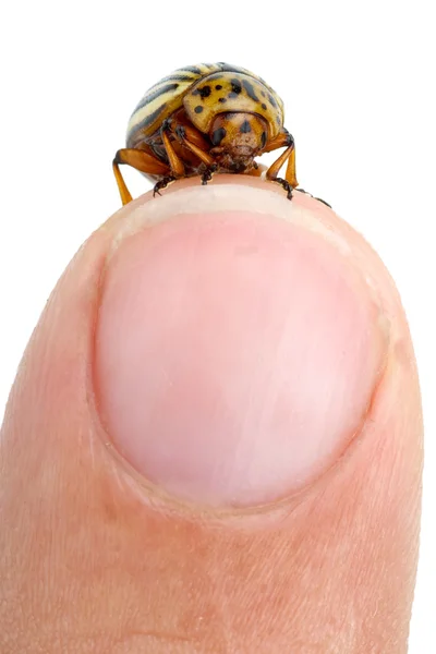 Colorado potato beetle crawling over finger — Stock Photo, Image