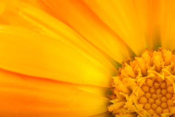 Stock image Floral background: Close-up shot of orange calendula flower