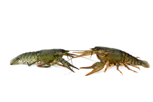 Beyaz arka plan üzerinde izole iki canlı crayfishes — Stok fotoğraf