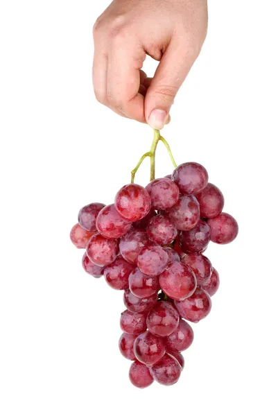 Ręka trzyma kiść winogron różowy — Zdjęcie stockowe