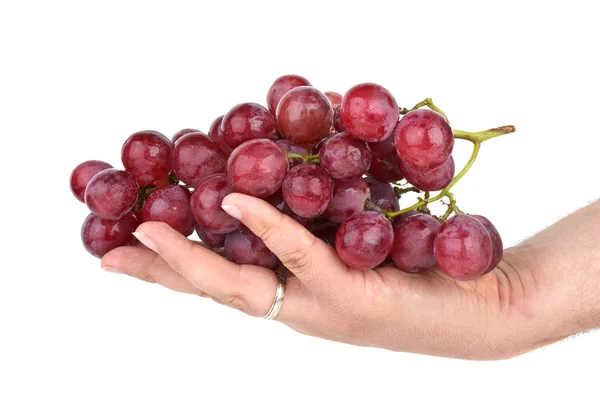 Bunch of pink grapes in palm — Stock Photo, Image