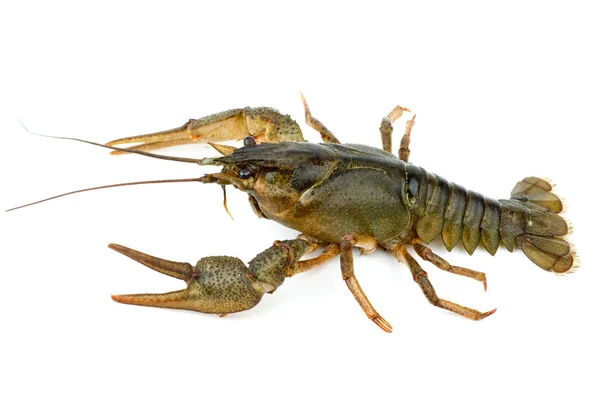 Crayfish isolated on the white background Stock Image
