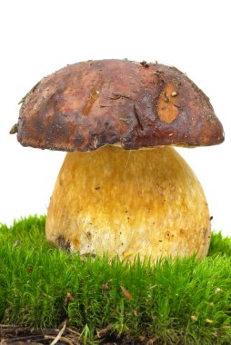 Boletus growning üzerinde yosun