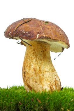 Boletus growning on the moss clipart