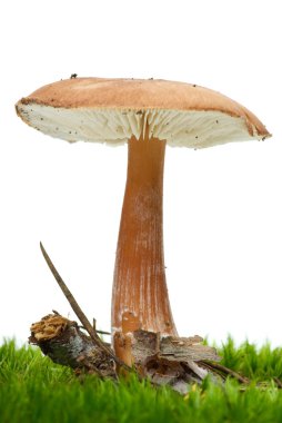 Toadstool growning on the moss clipart
