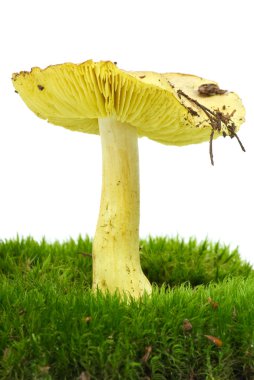 Starry agaric (Tricholoma flavovirens) growning on the moss clipart