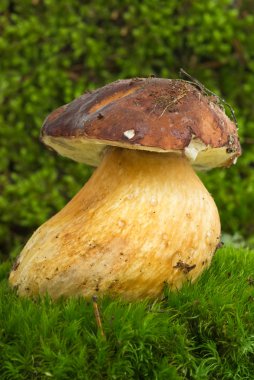 Boletus (boletus mantarı, sincap ekmek) yetiştirilen üzerinde yosun