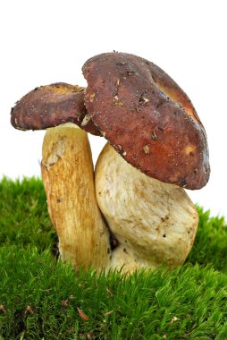 Boletus badius (Xerocomus badius) mushrooms clipart