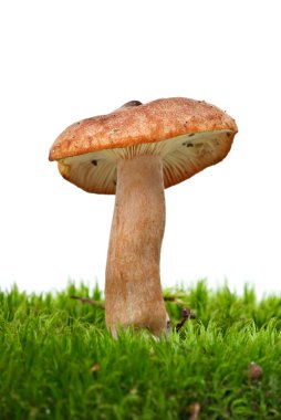 Small toadstool (Greasy Toughshank, Collybia butyracea) growned on the moss clipart