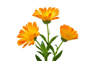 Üç calendula çiçek