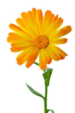 Calendula çiçek