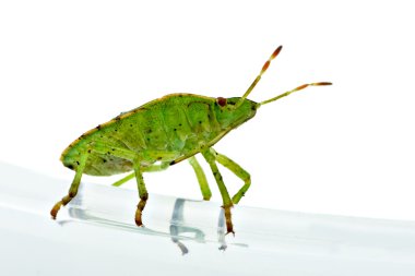 Green shield backed bug (Palomena prasina) clipart