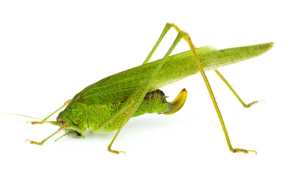 Velký zelený koník (kobylka zelená) — Stock fotografie