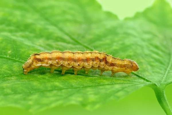 Caterpillar kruipen over groen blad — Stockfoto