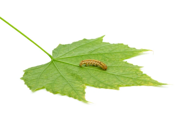 Гусеница ползает по зеленому листу — стоковое фото