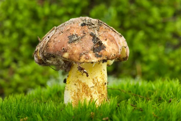 stock image Yellow boletus