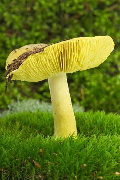 Starry agaric — Stock Photo, Image