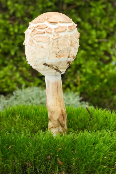 阳伞蘑菇 — 图库照片