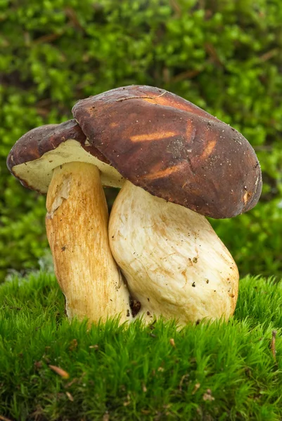 Borowik kasztanowy (Podgrzybek badius) grzyb — Zdjęcie stockowe