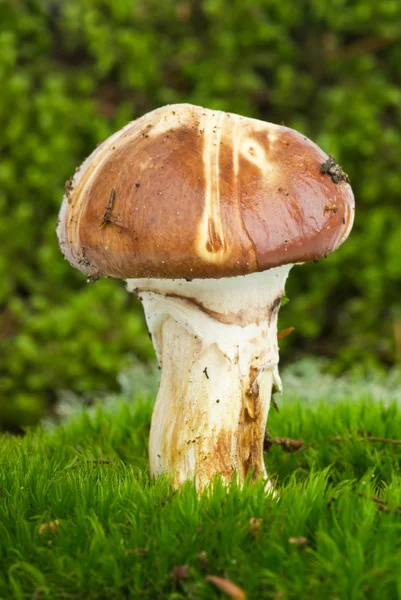 Yellow boletus mushroom — Stock Photo, Image
