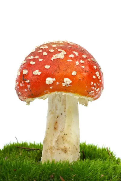 Fly agaric (Amanita Muscaria) growning on the moss — Stock Photo, Image