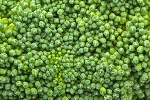 Stock image Broccoli closeup