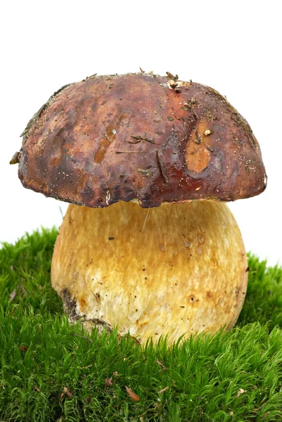 Steinpilze (Steinpilze edulis, Eichhörnchen Brot) auf dem Moos gewachsen — Stockfoto