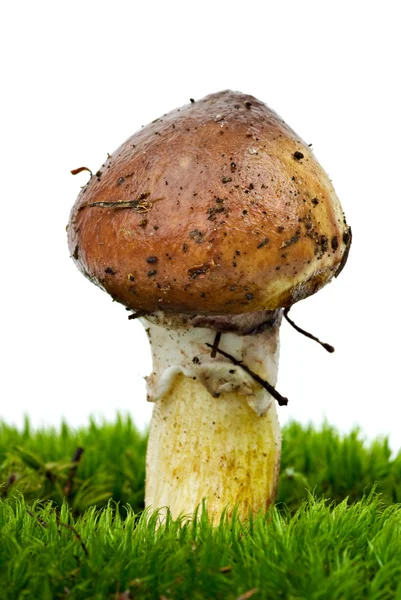 黄牛肝菌 (粘盖牛肝菌 granulatus) 自食其力过绿色的苔藓 — 图库照片