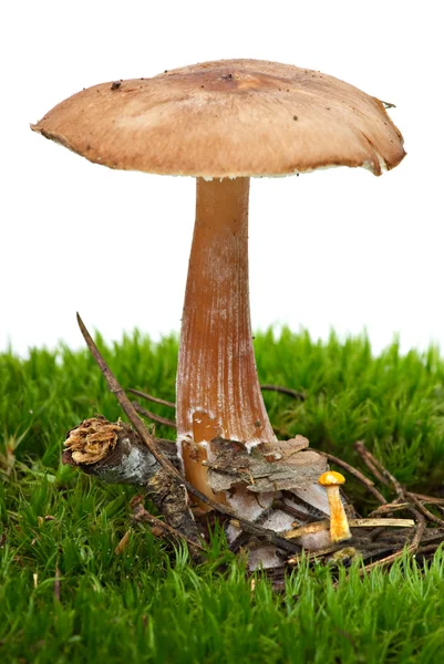 Toadstool (Greasy Toughshank, Collybia butyracea) growned on the moss — Stock Photo, Image