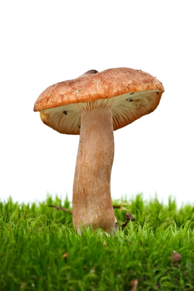 Small toadstool (Greasy Toughshank, Collybia butyracea) growned on the moss — Stock Photo, Image