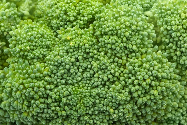 Primer plano del brócoli — Foto de Stock