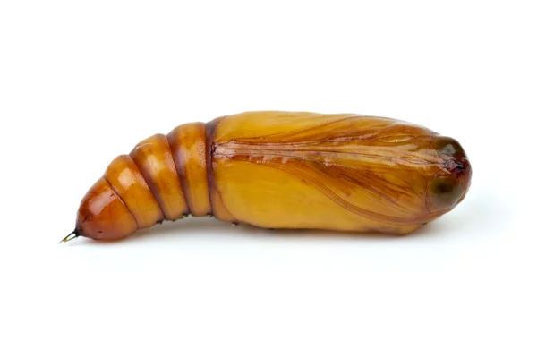 茶色の蛹のクローズ アップ — ストック写真