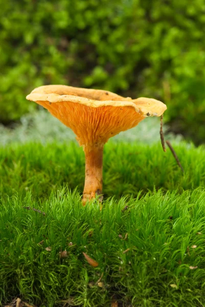 거짓 살구 (Hygrophoropsis aurantiaca) 들 버섯 — 스톡 사진