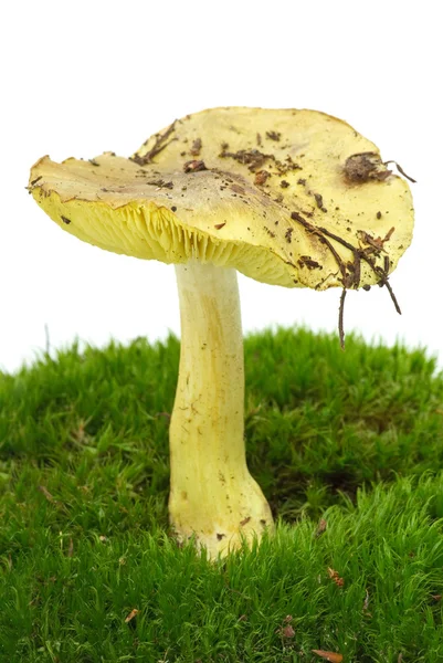 Man-on-the-horse (Tricholoma Flavovirens) agaric — Stock Photo, Image
