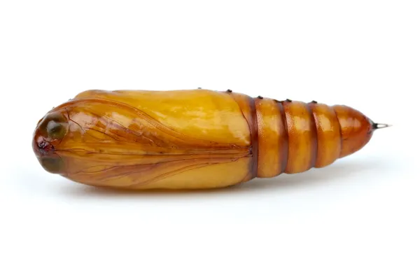 Brown chrysalis close-up — Stock Photo, Image
