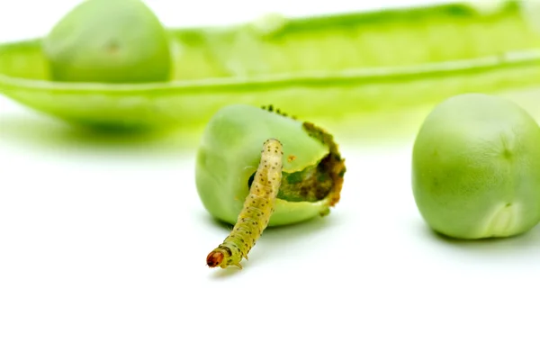 Worm crawling from the eaten pea — Stock Photo, Image