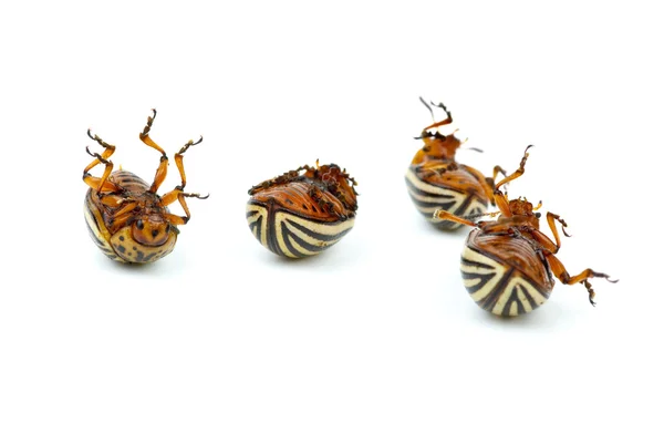 Quatro insetos mortos da batata (leptinotarsa decemlineata ) — Fotografia de Stock