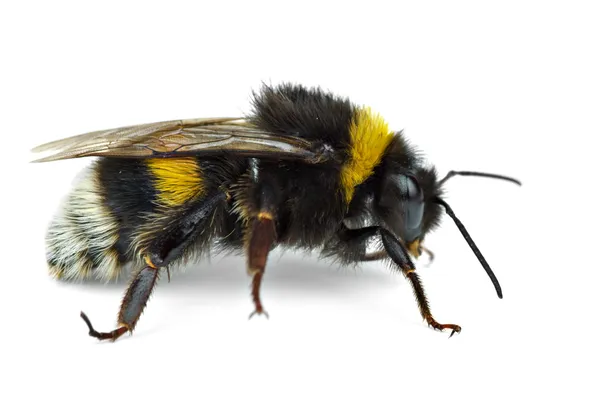 Gezinme bumblebee — Stok fotoğraf