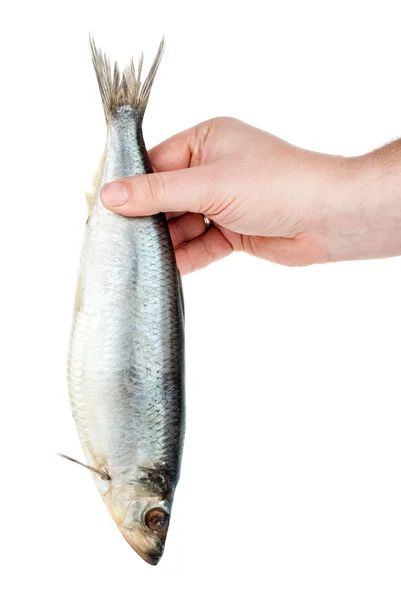 Hand holding salted herring — Stock Photo, Image