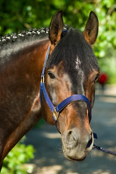 stock image Horse portrait