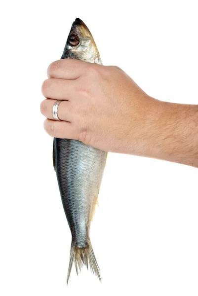 Hand som håller saltad sill — Stockfoto
