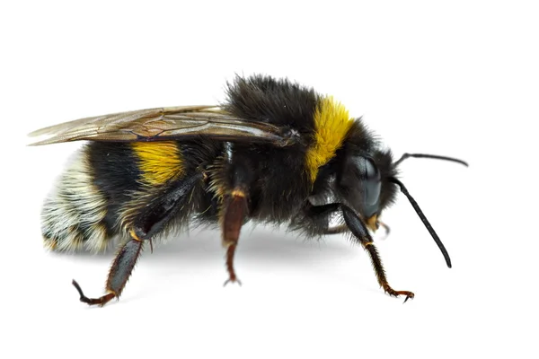 Gezinme bumblebee Telifsiz Stok Fotoğraflar