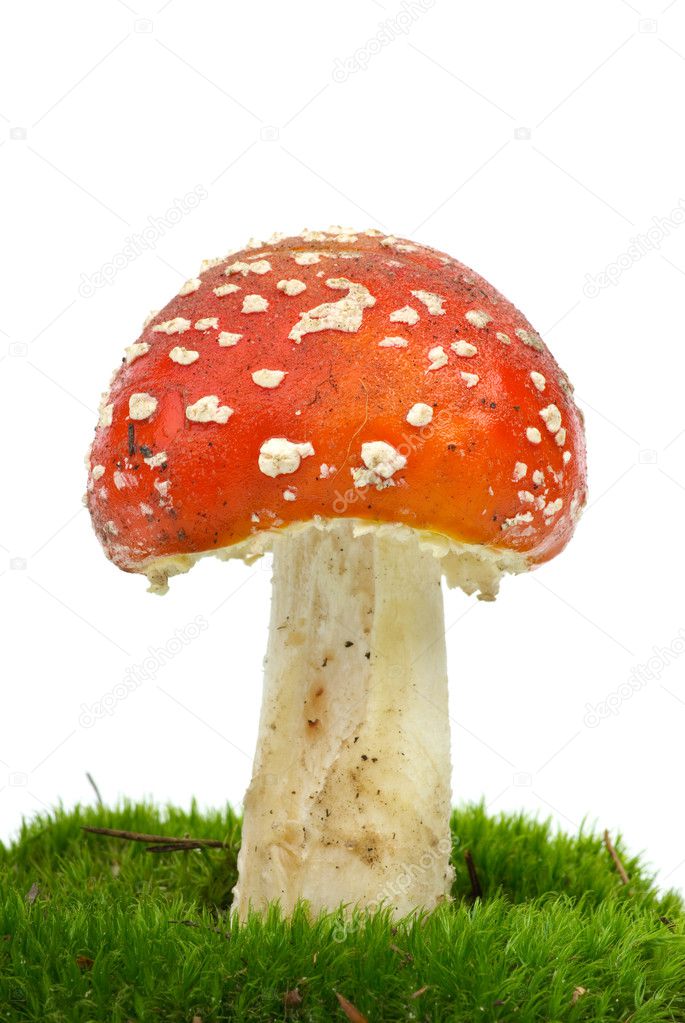 Fly agaric (Amanita Muscaria) growning on the moss