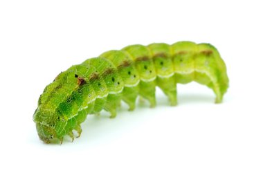 Green caterpillar clipart