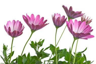 Few pink arctotis flowers clipart