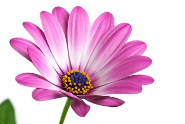 Closeup shot of pink arctotis flower clipart